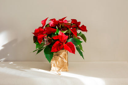 Poinsettia Nadala