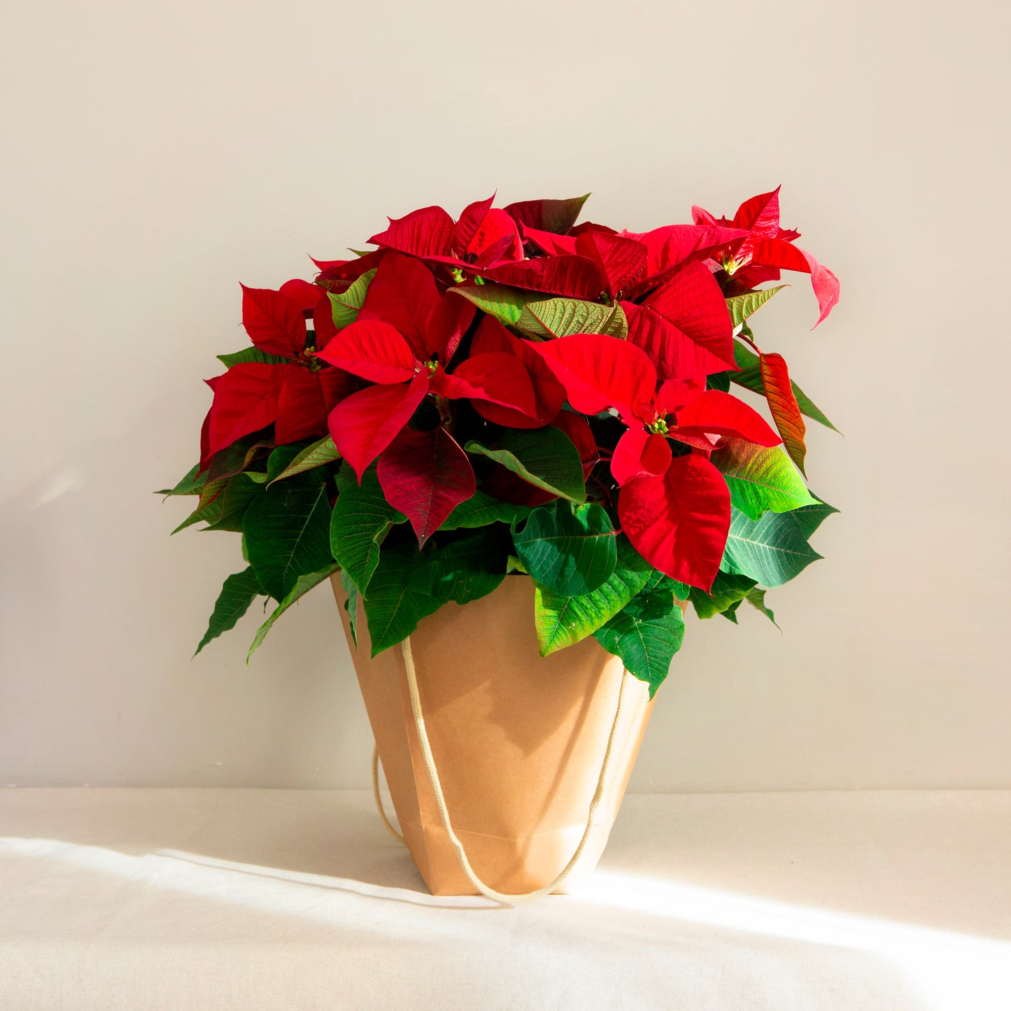 Poinsettia Nadala