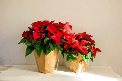 Poinsettia Nadala